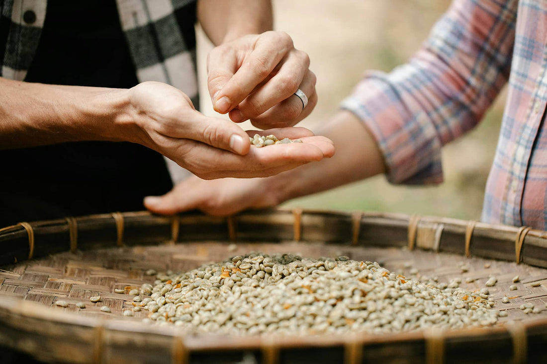 Two people inspecting green coffee beans in a barrel